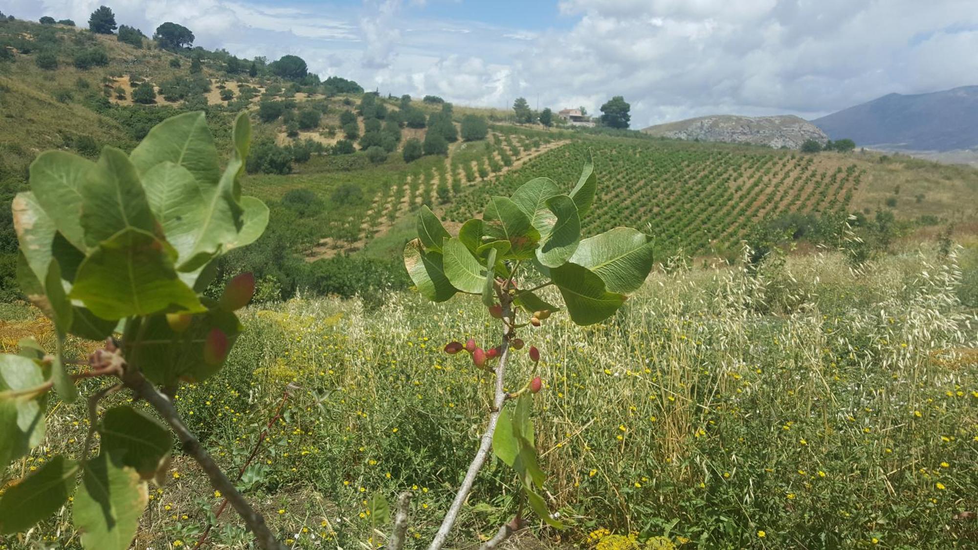 Agriturismo Gessi カラタフィーミ エクステリア 写真